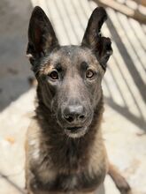 MALI, Hund, Malinois (Mischling) in Spanien
