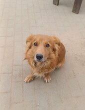 RED, Hund, Mischlingshund in Olching