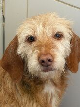 SAMELA, Hund, Mischlingshund in Spanien