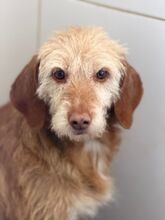 SAMELA, Hund, mischling in Spanien