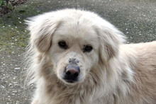 BELLO, Hund, Golden Retriever-Mix in Kroatien
