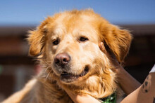 MARLEY, Hund, Labrador-Mix in Kroatien