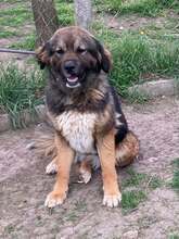 BELLA19, Hund, Kaukasischer Owtcharka-Mischling in Ungarn