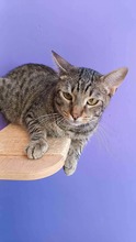 CHOP, Katze, Europäisch Kurzhaar in Spanien