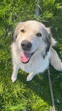 KATNISS, Hund, Mischlingshund in Bulgarien