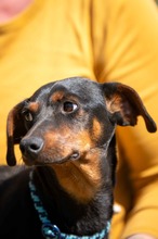 GROSS, Hund, Kurzhaardackel-Mix in Ungarn