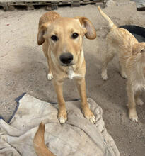 MARLIN, Hund, Mischlingshund in Portugal