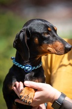 TORPEDO, Hund, Kurzhaardackel in Ungarn