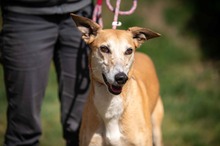 ALTHEA, Hund, Magyar Agar in Ungarn