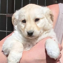 LIA, Hund, Mischlingshund in Ungarn