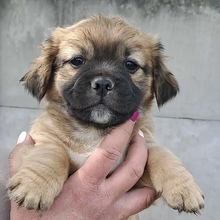 MENO, Hund, Mischlingshund in Ungarn