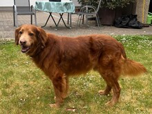 BROWNIE, Hund, Golden Retriever-Irish Setter-Mix in Heddesheim