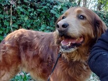 BROWNIE, Hund, Golden Retriever-Setter-Mix in Heddesheim