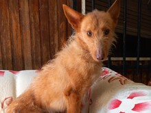 TANO, Hund, Podenco-Portuguese-Mix in Heddesheim
