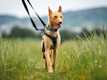 TANO, Hund, Podengo Portugues-Mix in Heddesheim