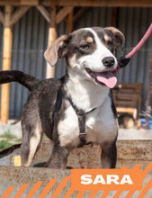 SARA, Hund, Mischlingshund in Bulgarien