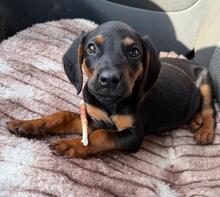 MAUI, Hund, Mischlingshund in Bulgarien