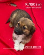 RINGO, Hund, Mischlingshund in Rumänien