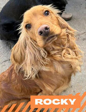 ROCKY, Hund, Cocker Spaniel in Bulgarien