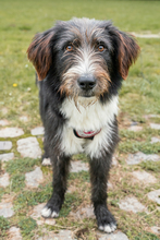 KARL, Hund, Mischlingshund in Viersen