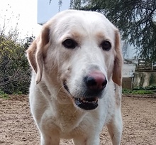 MELISSA, Hund, Mischlingshund in Griechenland