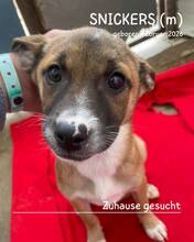 SNICKERS, Hund, Mischlingshund in Rumänien