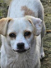 KATIE, Hund, Mischlingshund in Heroldsberg