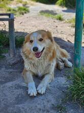 GOOSE, Hund, Mischlingshund in Rumänien
