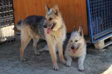 QAMAR, Hund, Mischlingshund in Slowakische Republik