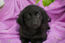 CHIPNR258794, Hund, Mischlingshund in Kroatien