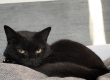 SORAYA, Katze, Europäisch Kurzhaar in Neukirchen-Vluyn