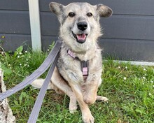 STACY, Hund, Mischlingshund in Pulheim