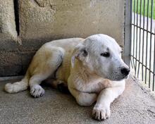 OZIRA, Hund, Mischlingshund in Italien
