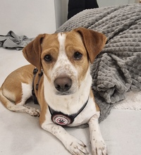 DONUT, Hund, Mischlingshund in Minden