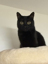 COCO, Katze, Europäisch Kurzhaar in Fürth