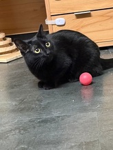 LILLY, Katze, Europäisch Kurzhaar in Fürth