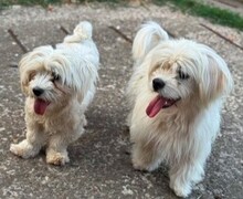 KIM, Hund, Mischlingshund in Rumänien