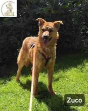 ZUCO, Hund, Mischlingshund in Starnberg