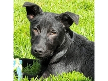 MICHEL, Hund, Mischlingshund in Rastatt