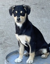 JAMAIKA, Hund, Mischlingshund in Hamburg