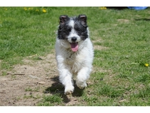 PIERROT, Hund, Mischlingshund in Usingen