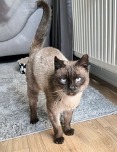 MACCHIATO, Katze, Siamkatze in Hannover