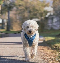 ROSI, Hund, Bichon à poil frisé in Neumarkt