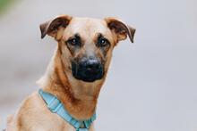 BONYA, Hund, Mischlingshund in Herxheim