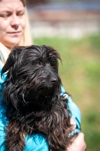 CUSCO, Hund, Terrier-Dackel-Mix in Ungarn