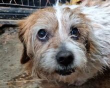 RESI, Hund, Mischlingshund in Rösrath
