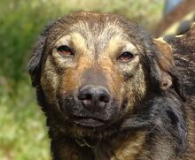 ANNA, Hund, Mischlingshund in Rumänien