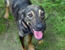 ANNA, Hund, Mischlingshund in Gefrees