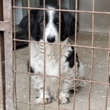 LUCIA, Hund, Mischlingshund in Ungarn