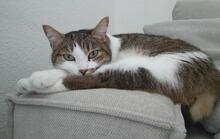 ALEX, Katze, Europäisch Kurzhaar in Italien